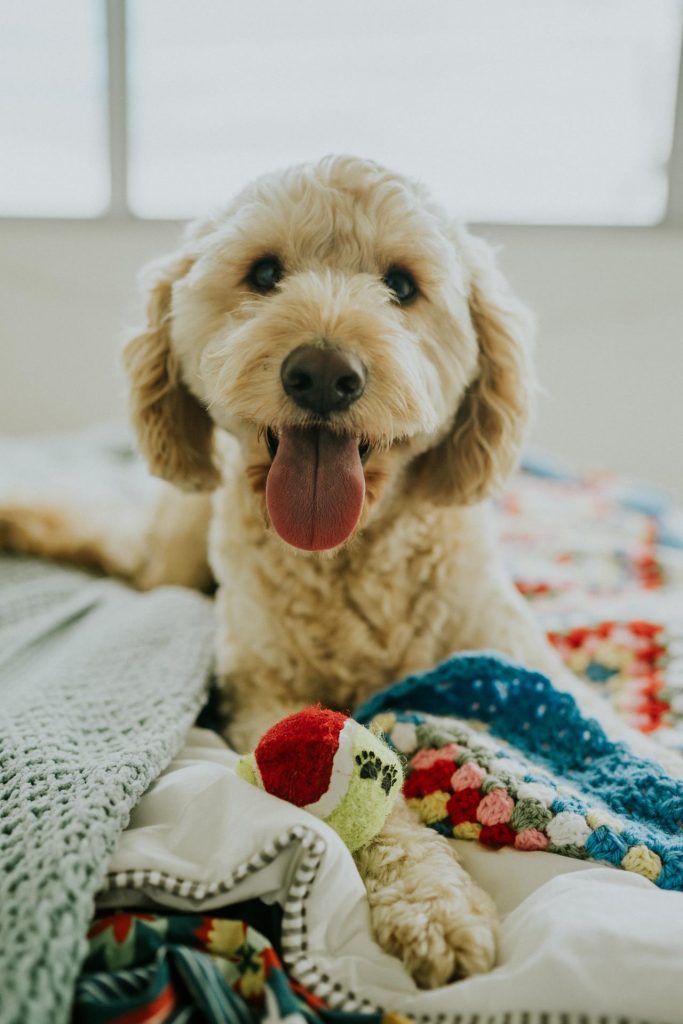 pets-1