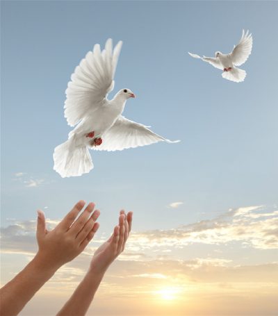 dove-release